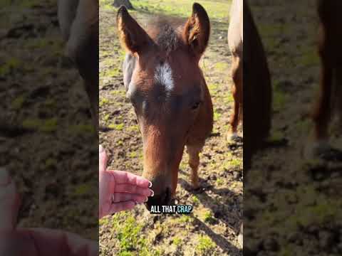 Baby horse finally likes me?! 🐴💕 Filly Kirby is actually letting me give her scratches!