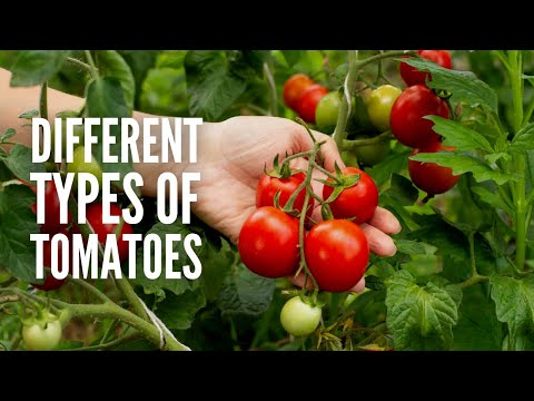 Types of Tomatoes: 20 Best Tomato Varieties to Grow