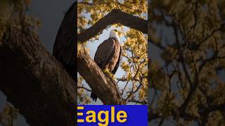 the eagle #birds #eaglelife #eagledocumentary #eaglelovers #wildlife #eaglefly #eagleconservation