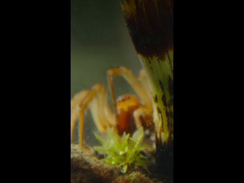 Who needs scuba gear when you've got spiderwebs? 🕸️ #ARealBugsLife