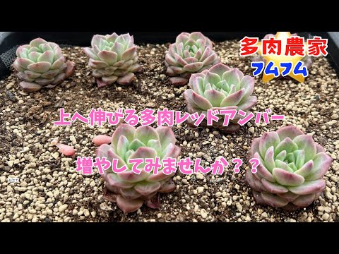 【多肉植物】高く成長するタイプ？？レッドアンバーを仕立て直しま〜す✨