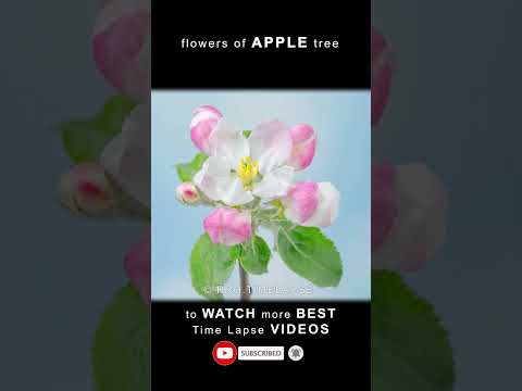 🌸 Apple Tree Flowers Time Lapse 🌸 #shorts