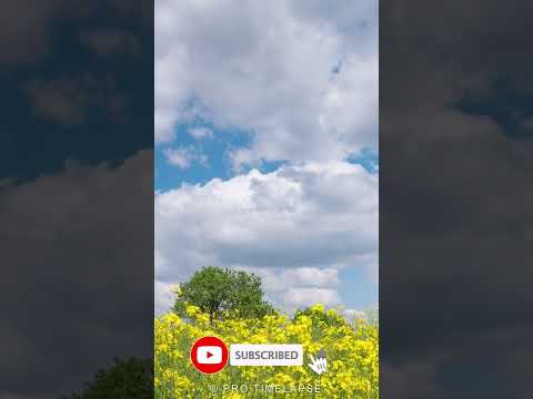 Amazing View - spring Field of Rapeseed Blooming Time Lapse #shorts