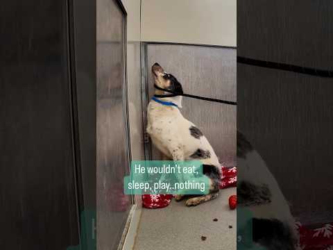 Watch the moment this shut down shelter dog leaves his corner 🥹 #dogs #doglover