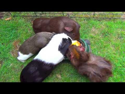 Guinea Pigs Eating Apples