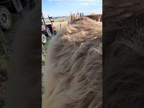 Hi River! #highlandcows #colorado #ranching