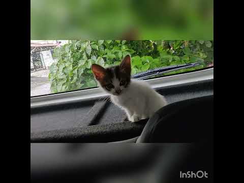 Kitten Rescue Malaysian Highway