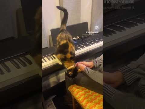 Callie loves band practice 😂🥰 #cats #kittens #pets #animals #cuteanimals