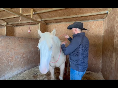 Horse tips for snaffle bits and light mouths