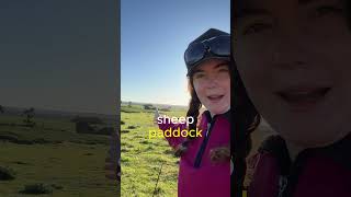 This IS a PADDOCK! Fight me. #sheepfarming #farmlife #farmvlog