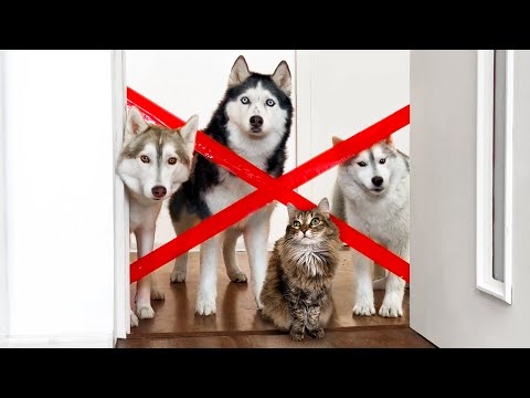 Huskies Teach the Puppy to Overcome Obstacles! Dogs and Cats vs Tape