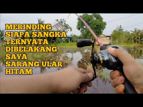 NEKAD CASTING GABUS DI SARANG ULAR HITAM || CASTING GABUS HITAM DI SAWAH