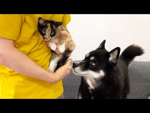 The Big husky Hides From the Tiny Kitten! Unexpected reaction from the dog! Unexpected Dog Reaction