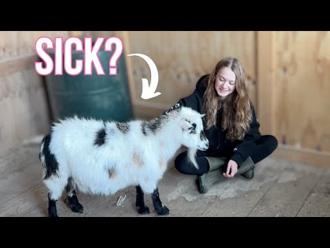 One of the Farm Animals are Sick! | Farm Life