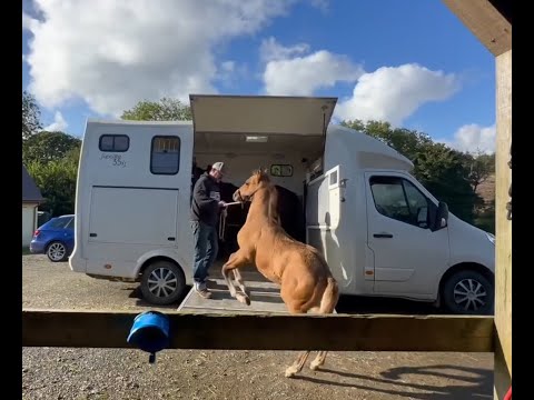 Loading Our foals Into the Trailer for the first time!