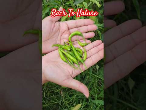 Harvesting Chillies #greenchillifarming #greenchilliplant #backtonature #ytshorts