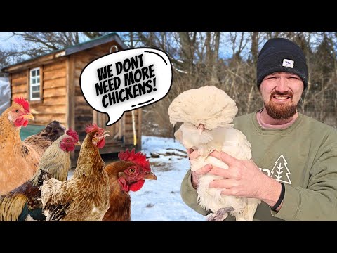 Adding Chickens To A Flock With No Problems (THE BEST WAY)