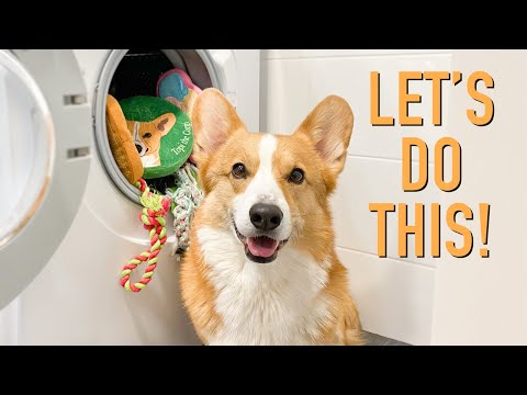 IG VID - Washing My Toys! - Topi the Corgi