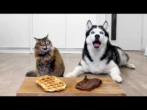 WILL My Dogs And Cats Choose Waffles Over Meat? Cat's Unexpected Choice