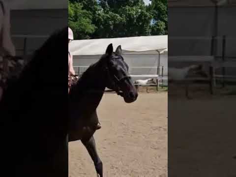 Lepke☺️☺️🩷🦋#horse #horseriding #equestrian