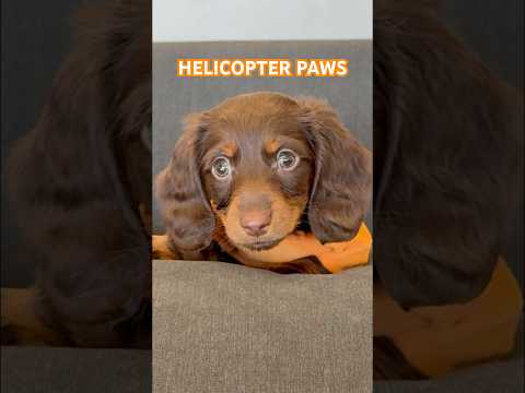 Dancing DACHSHUNDS helicopter again! #minidachshund #dance #puppy #dachshund #weinerdog #cutedog