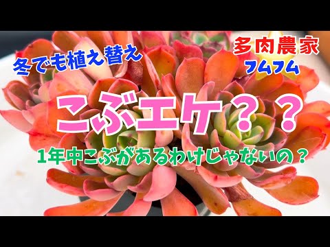 【多肉植物】レインドロップなのにこぶが出な〜い💦