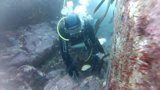 Abalone Diving Tasmania.