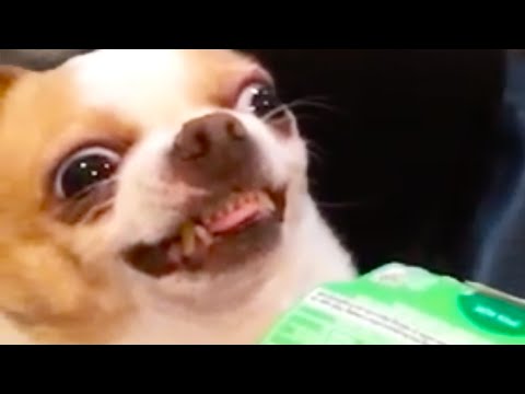 DOG LOVES GUM! | FUNNY ANIMALS