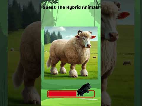 #shorts Guess The Hybrid Animals 🦁 Crazy Animal Mashup part-2