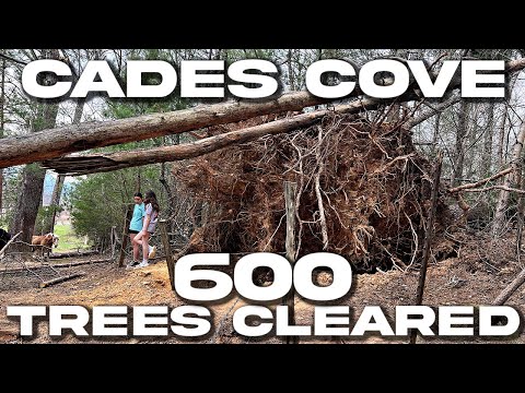 600 FALLEN TREES CLEARED FROM CADES COVE AFTER 90 MPH WINDS