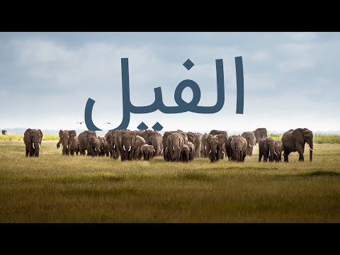 قرآن کریم - سوره فیل با ترجمه فارسی گویا با صدای سعد الغامدی