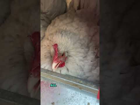 3 Mama Hens Hatch Out Eggs Together!