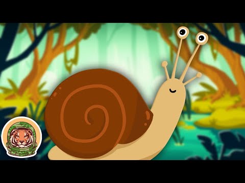 Learn Some Cool Facts About The Land Snail! | Animal Songs For Kids | KLT WILD