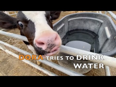 CUTEST BABY COW | BABY COW DORA TRIES TO TAKE A DRINK OF WATER | ANIMALES DE GRANJA | COWS FOR KIDS