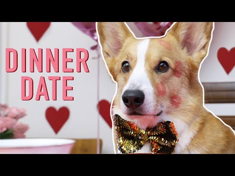 VALENTINE'S DAY - Topi the Corgi