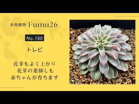 【多肉植物】植え替え注意！葉挿しを取る時は水を切って･･･