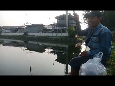 spot liar surabaya || ikan nila #mancingliarsurabaya #fishing #mancingliar