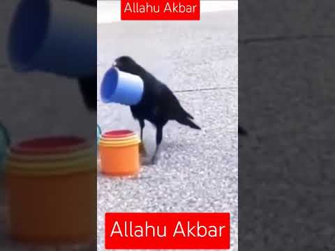 Allah creation is glorious#shorts #shortsfeed #shortfeed #shortsviral