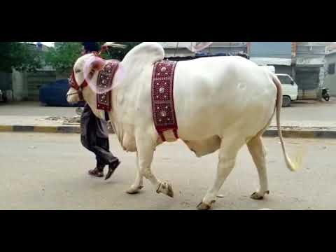 beautiful cow tiktok(1)