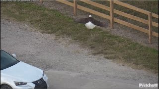 SWFL Eagles ~ M15 Gets Flushed By Car After Finding Food On Ground! Brings in Sticks & Fluff! 3.5.25