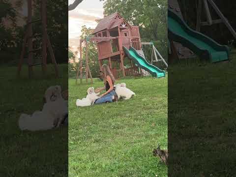 Playing with the #greatpyreneespuppies #cute #puppies