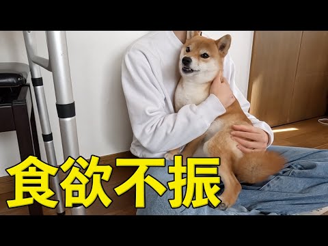 食欲不振な日の解決策　柴犬小夏