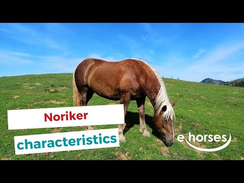 Noriker horse | characteristics, origin & disciplines