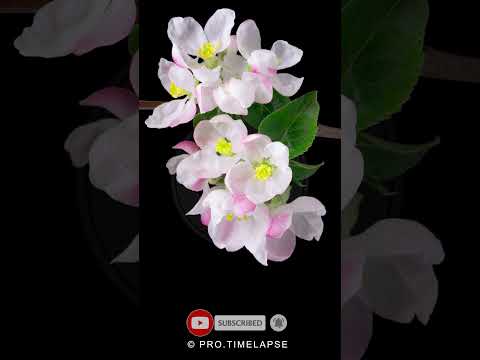 Apple Flowers Time Lapse #shorts