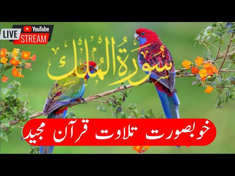 surah mulk ki tilawat \surah al mulk live \surah mulk with urdu