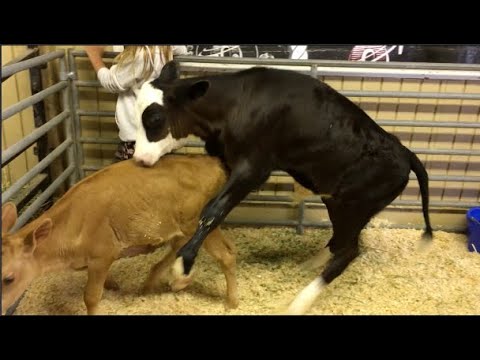 Farm Animal Fight Club: cows chickens donkeys goats pigs sheep horses