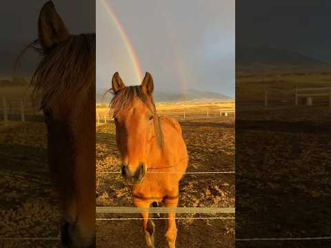 Sunset + double rainbow + horses = PERFECTION! 🤩