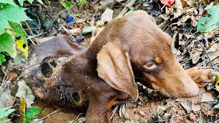 Puppy rescue , dog rescue videos Maggots&Wounds ,help me😓 😔😔