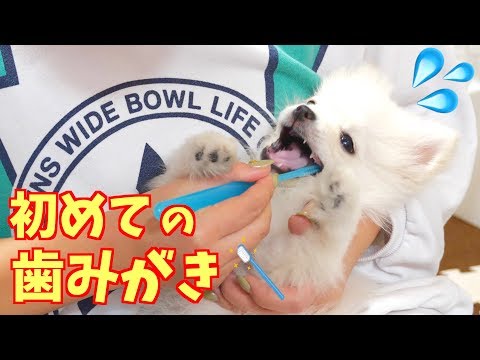 【初めての歯みがき】子犬の初めての歯みがきが難しすぎました・・😢ぽこあぽこ