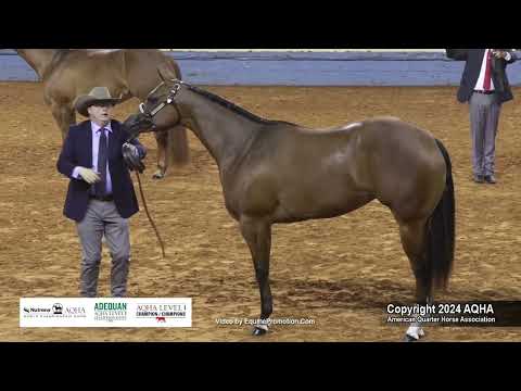 Yearling Filles - 2024 AQHA World Championship Show